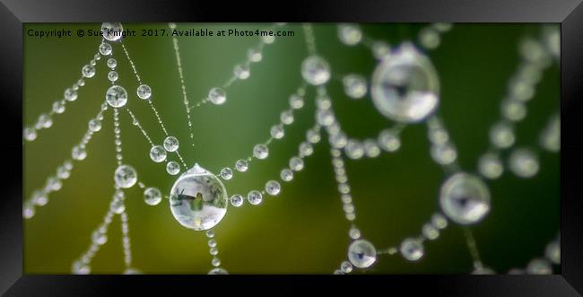 Morning dew on a cobweb Framed Print by Sue Knight