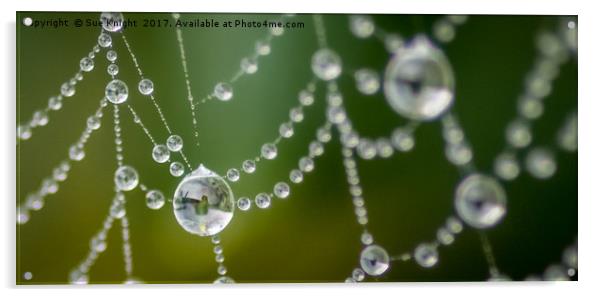 Morning dew on a cobweb Acrylic by Sue Knight