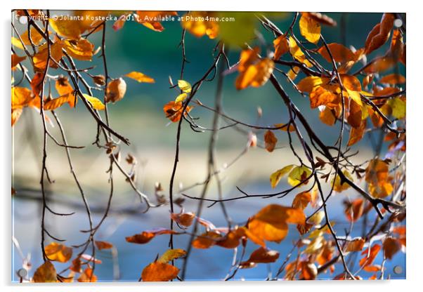 Autumn leaves Acrylic by Jolanta Kostecka