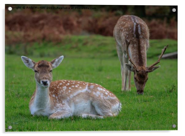 Fallow Deer - Dama Dama Acrylic by Andy Morton