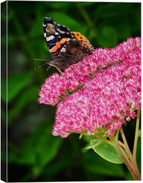 Butterfly Canvas Print by Victor Burnside