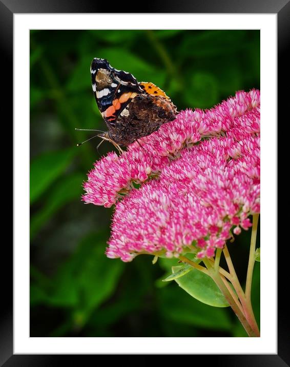 Butterfly Framed Mounted Print by Victor Burnside