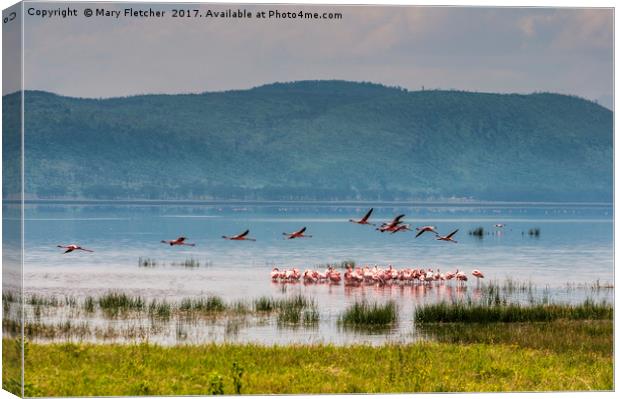 Flamingos on Lake Nakuru Canvas Print by Mary Fletcher