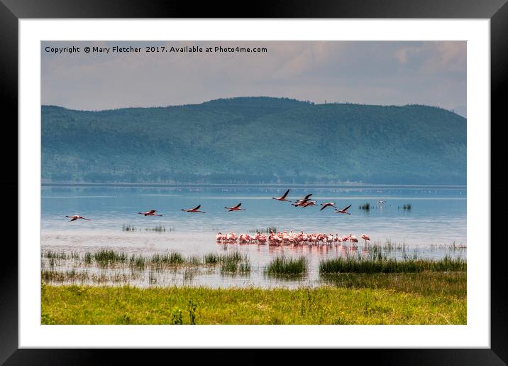 Flamingos on Lake Nakuru Framed Mounted Print by Mary Fletcher
