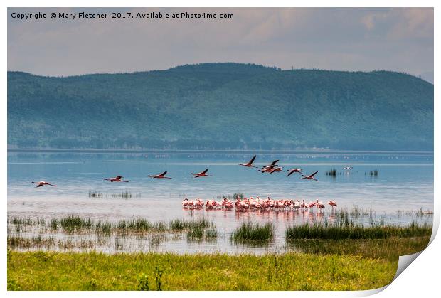 Flamingos on Lake Nakuru Print by Mary Fletcher