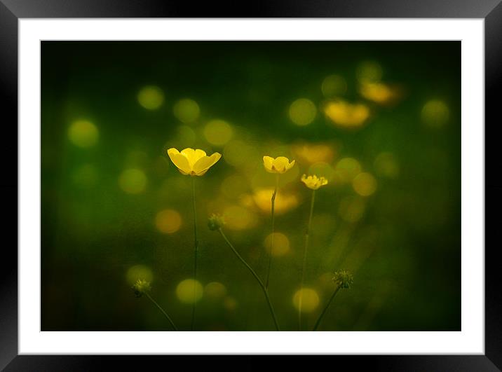 Fairy Cups Framed Mounted Print by Mark Robson
