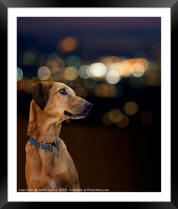 Dog by night Framed Mounted Print by Judith Flacke