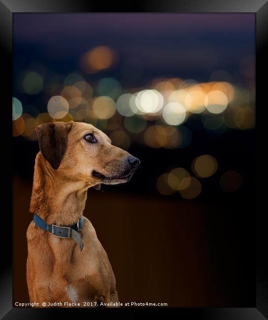 Dog by night Framed Print by Judith Flacke
