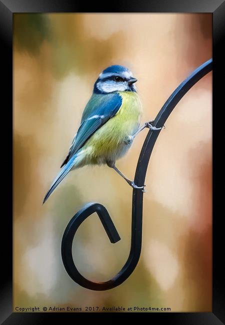 Just Hanging Around Framed Print by Adrian Evans