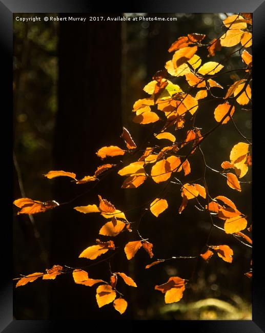 Golden Leaves of Autumn Framed Print by Robert Murray