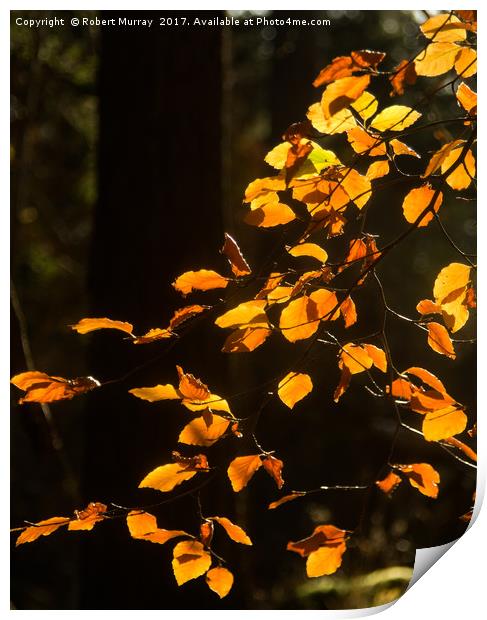 Golden Leaves of Autumn Print by Robert Murray