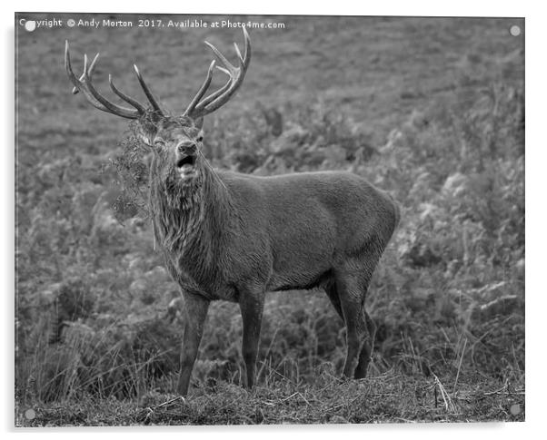 Red Deer Stag (Cervus Elaphus) Acrylic by Andy Morton