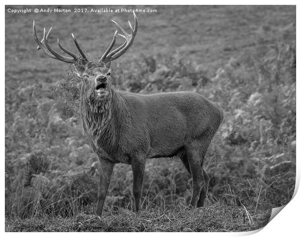Red Deer Stag (Cervus Elaphus) Print by Andy Morton