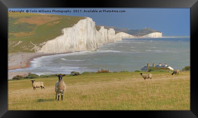  Sheep and the Seven Sisters 2 Framed Print by Colin Williams Photography
