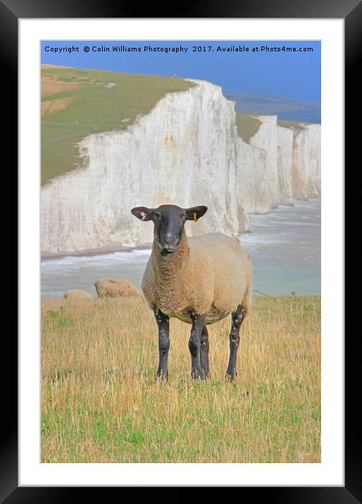  Sheep and the Seven Sisters 3 Framed Mounted Print by Colin Williams Photography