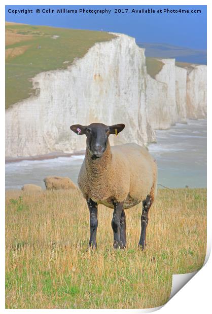  Sheep and the Seven Sisters 3 Print by Colin Williams Photography