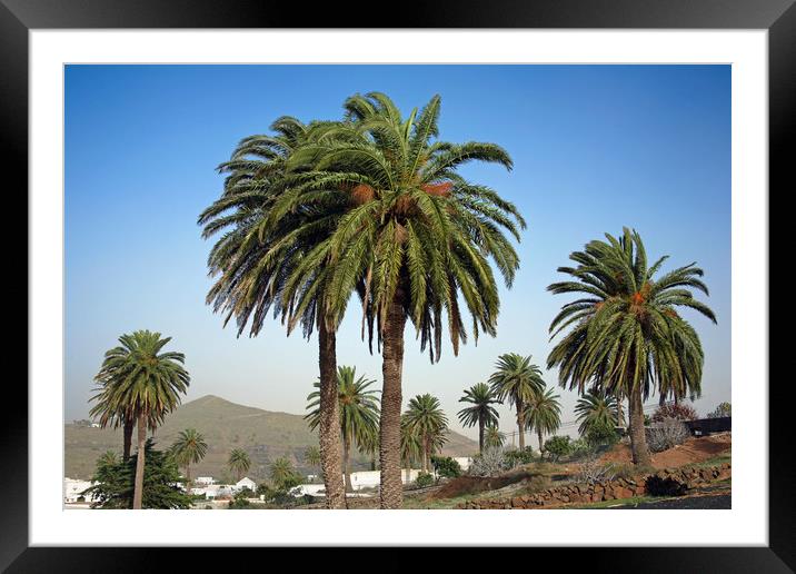 Haria - valley of 1,000 palms Framed Mounted Print by Kevin McNeil