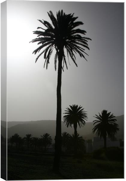 Lonesome Palm Canvas Print by Kevin McNeil