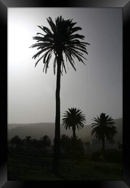 Lonesome Palm Framed Print by Kevin McNeil