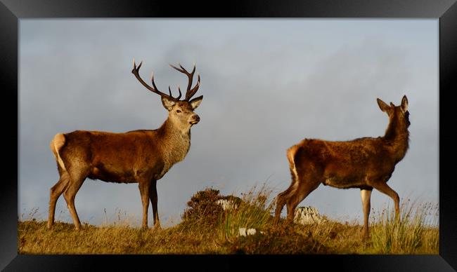 Red Deer in the Highlands  Framed Print by Macrae Images
