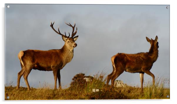 Red Deer in the Highlands  Acrylic by Macrae Images