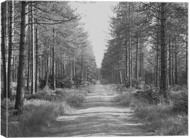walk between trees Canvas Print by kelly Draper