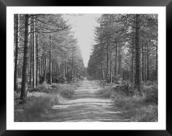 walk between trees Framed Mounted Print by kelly Draper