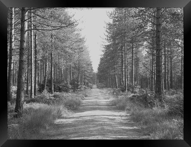 walk between trees Framed Print by kelly Draper