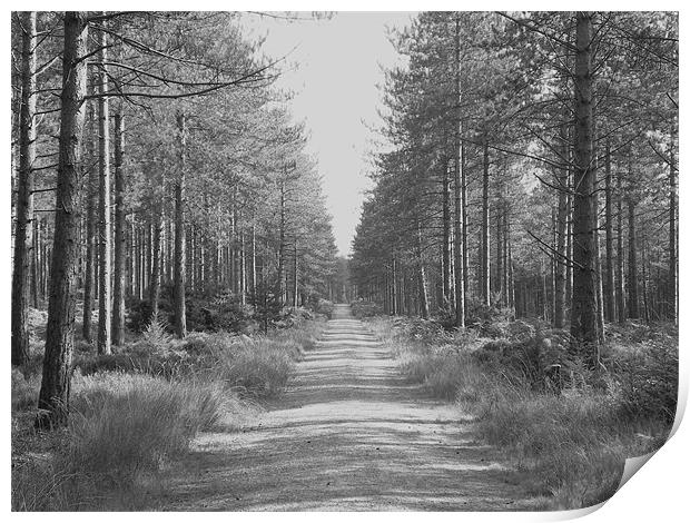 walk between trees Print by kelly Draper