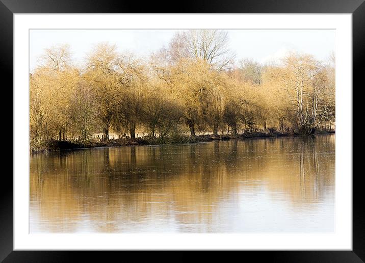 Willows by the Thames Framed Mounted Print by Tony Bates