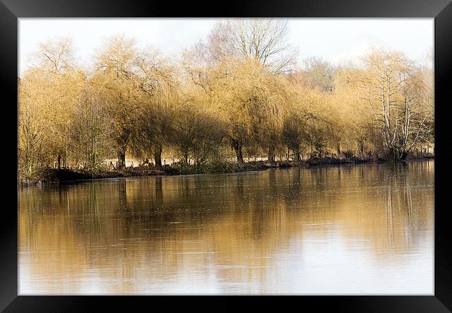 Willows by the Thames Framed Print by Tony Bates