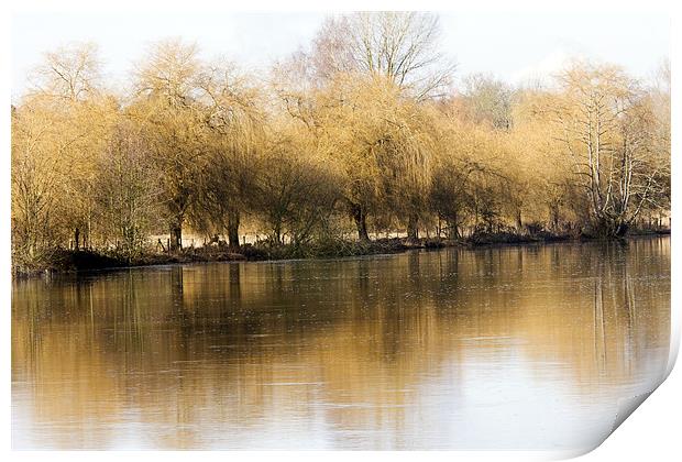 Willows by the Thames Print by Tony Bates