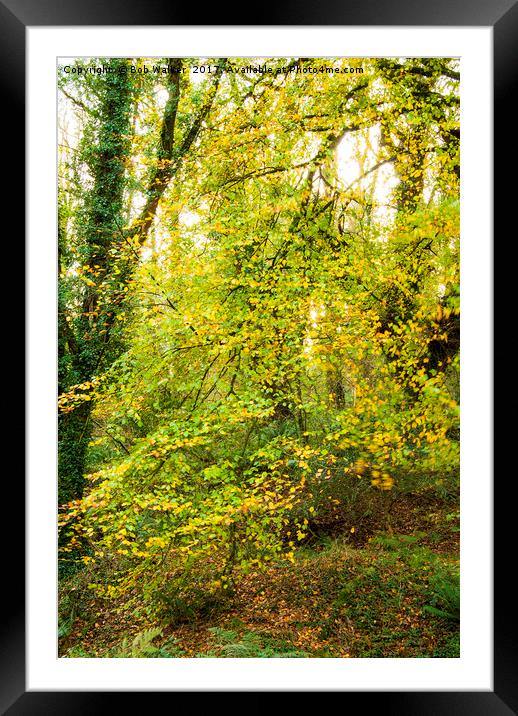Autumnal Trees in Luxulyan Valley Framed Mounted Print by Bob Walker