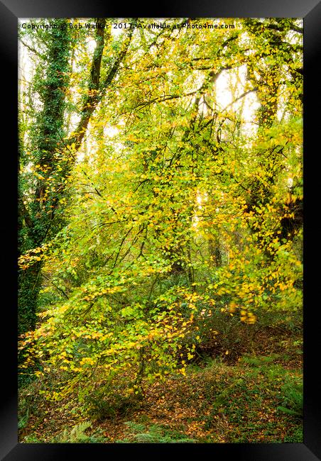 Autumnal Trees in Luxulyan Valley Framed Print by Bob Walker