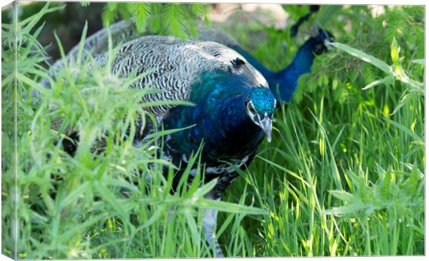 Peacocks In Grass Canvas Print by Alan Whyte