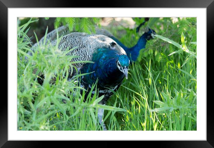 Peacocks In Grass Framed Mounted Print by Alan Whyte