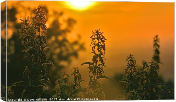 Nettle Sunrise Canvas Print by Dave Williams