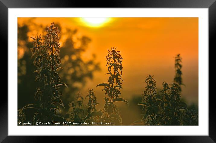 Nettle Sunrise Framed Mounted Print by Dave Williams