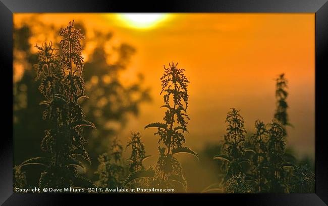 Nettle Sunrise Framed Print by Dave Williams