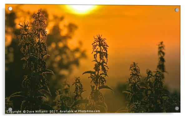Nettle Sunrise Acrylic by Dave Williams