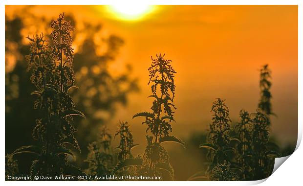Nettle Sunrise Print by Dave Williams
