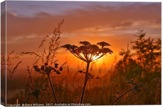 Giant Hogweed at Dawn Canvas Print by Dave Williams