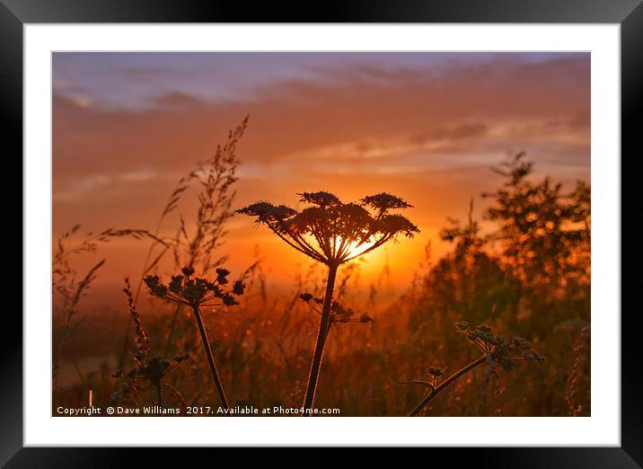 Giant Hogweed at Dawn Framed Mounted Print by Dave Williams