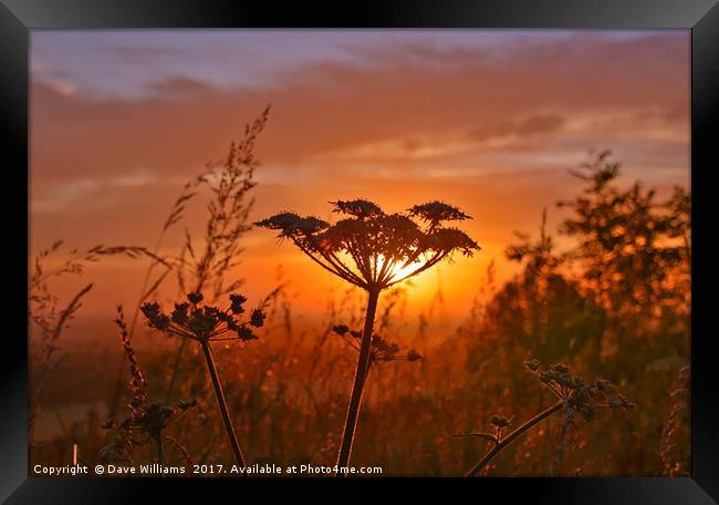Giant Hogweed at Dawn Framed Print by Dave Williams