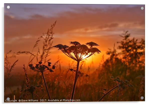 Giant Hogweed at Dawn Acrylic by Dave Williams