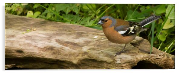 Chaffinch on log Acrylic by Alan Whyte