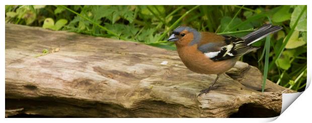 Chaffinch on log Print by Alan Whyte