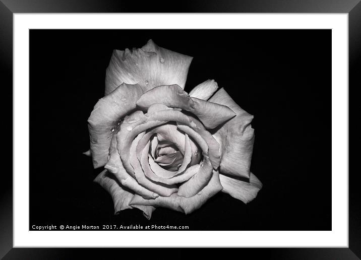 Rose in Monochrome Framed Mounted Print by Angie Morton