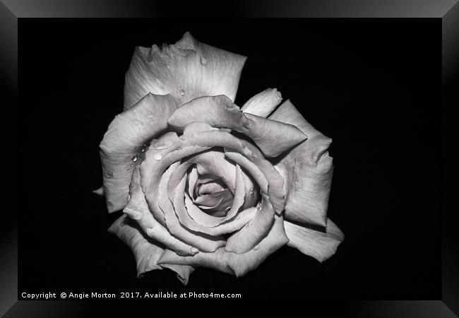 Rose in Monochrome Framed Print by Angie Morton