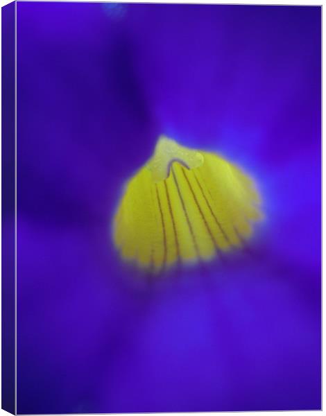 blue and yellow Canvas Print by Heather Newton